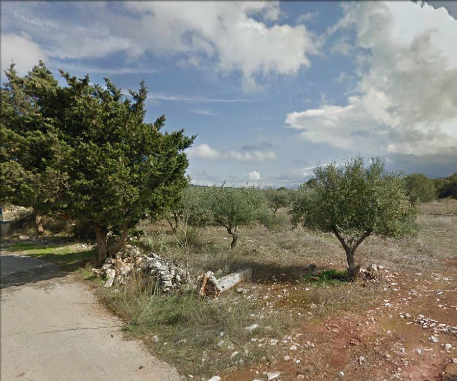Rural Setting with olive trees