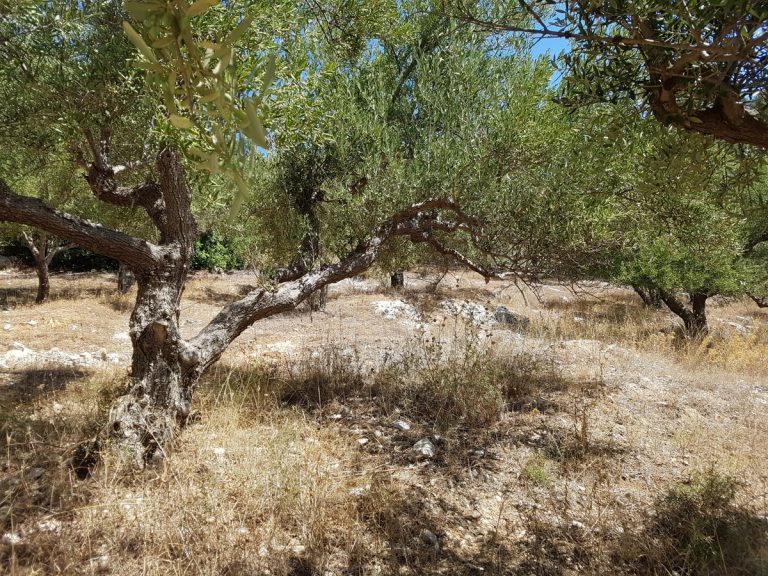 Land for sale in Chania Crete with views and olive trees