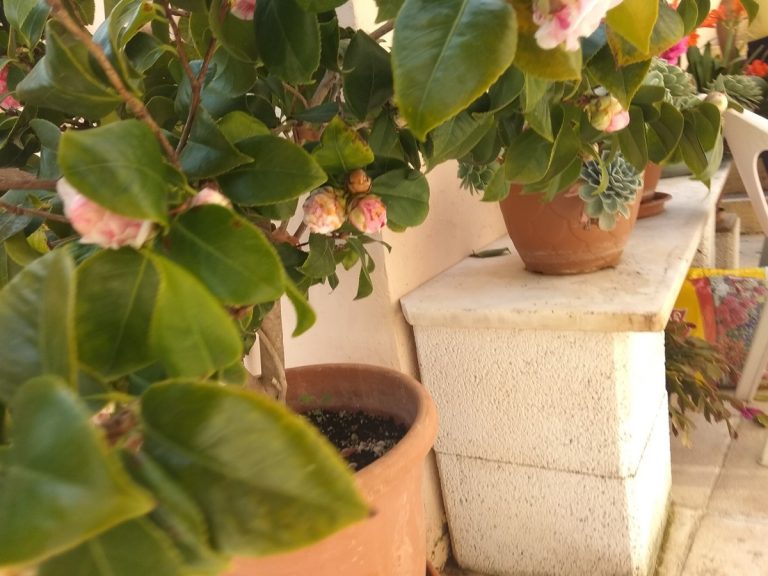 Stone house for sale Chania area flowers