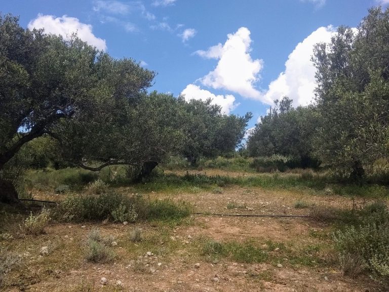 Plot of land for sale in Chania Akrotiri olive grove