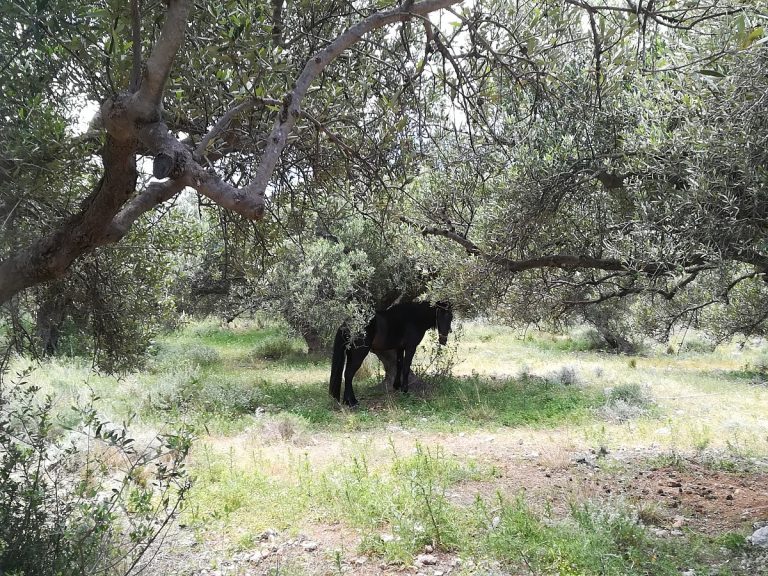 Plot of land for sale in Chania Akrotiri olive tree