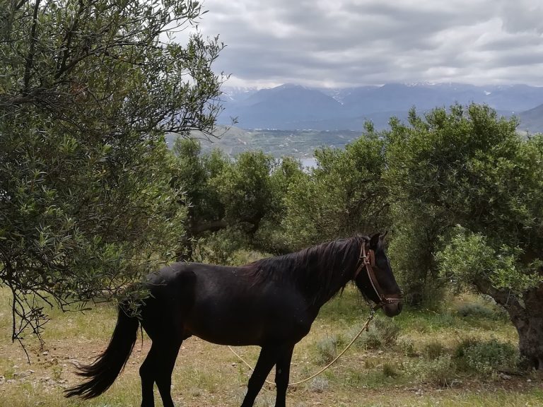 Plot of land for sale in Chania Akrotiri olive trees