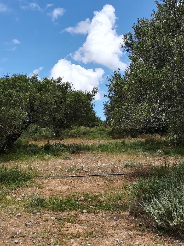 Plot of land for sale in Chania Akrotiri olive trees