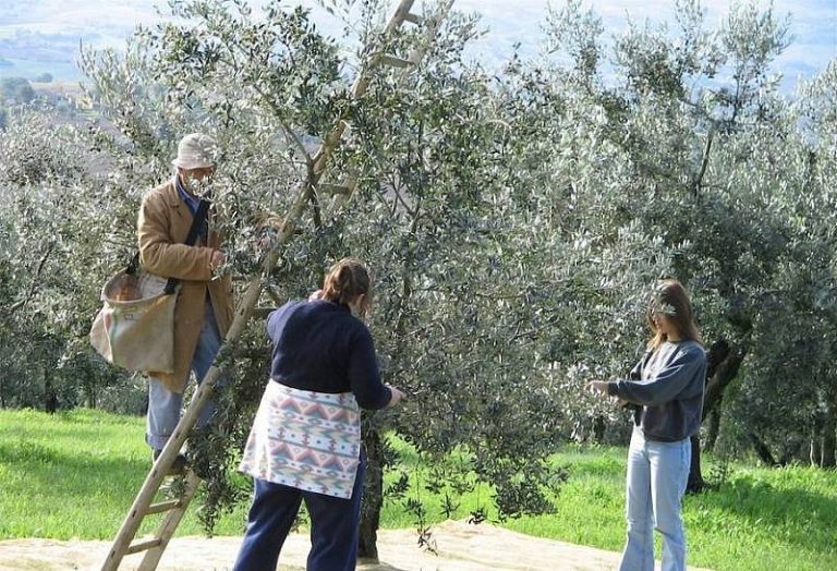 property for sale in chania apokoronas crete greece olive grove