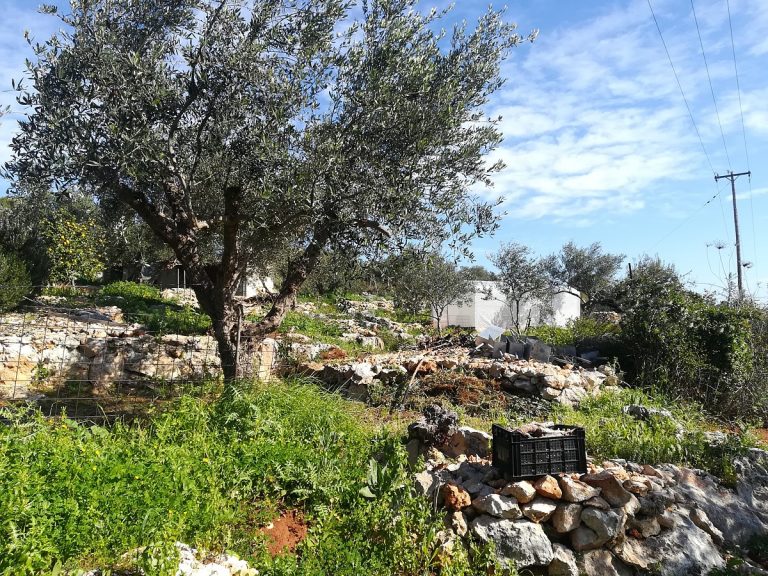 land for sale in akrotiri crete olive tree