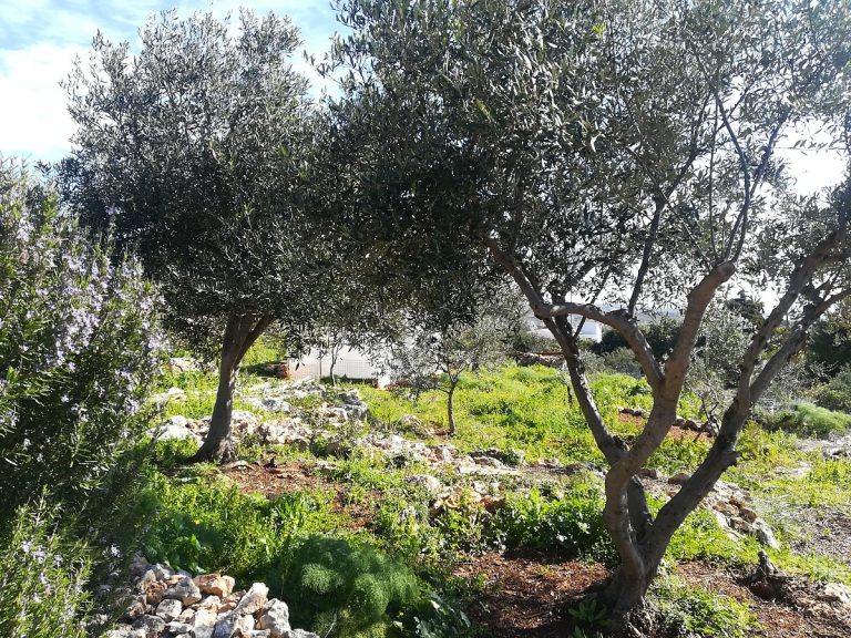 land for sale in akrotiri crete olive grove