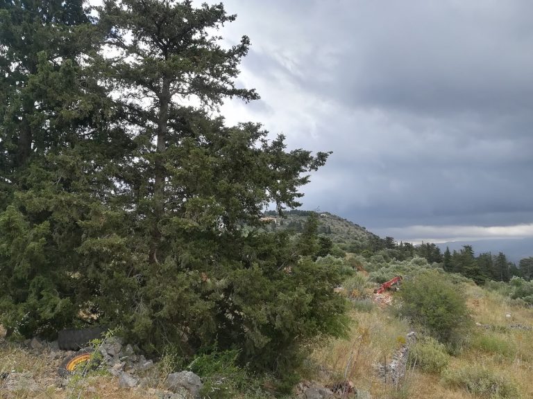 land for sale in apokoronas crete trees