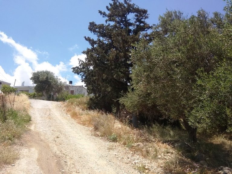 Plot of land in Kissamos Chania Crete for sale trees CL079