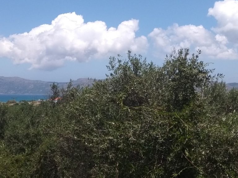 Plot of land in Kissamos Chania Crete for sale with olive trees CL079
