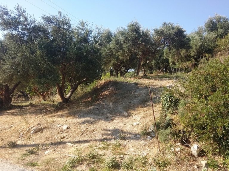 Plots for sale in polemarchi platanias chania cl085 olive trees