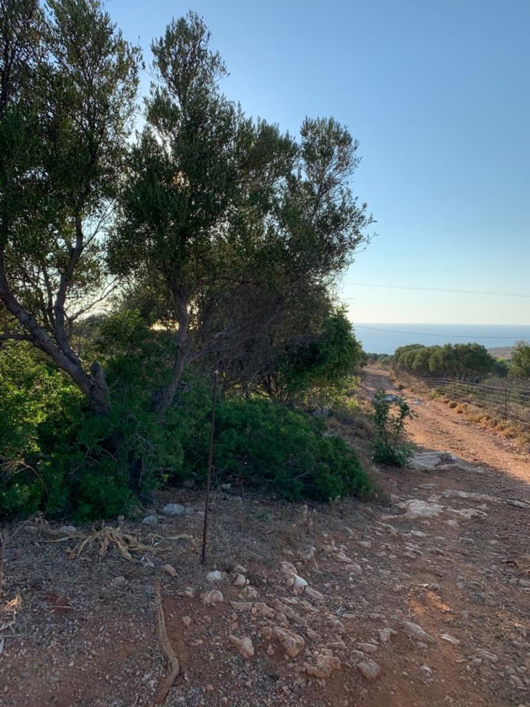 Land for sale in Akrotiri al260 trees