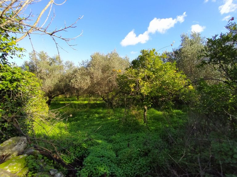 land for sale in apokoronas chania kl439 trees