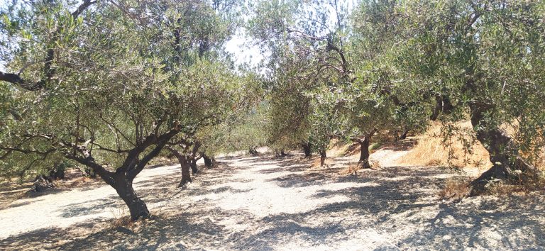plot for sale in kolymbari chania
