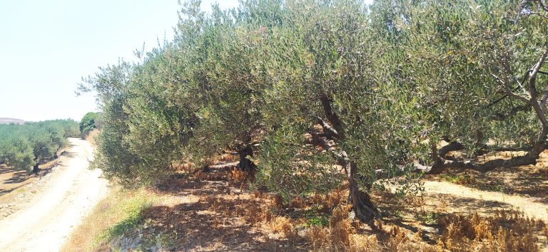 plot for sale in kolymbari chania