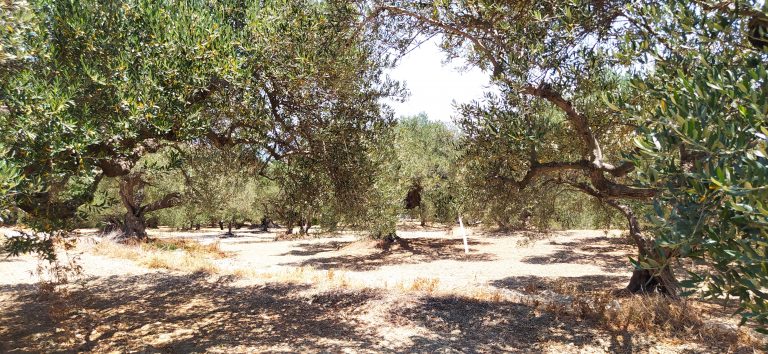 plot for sale in kolymbari chania