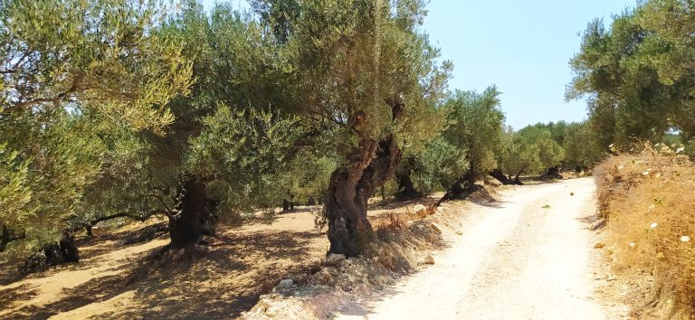plot for sale in kolymbari chania