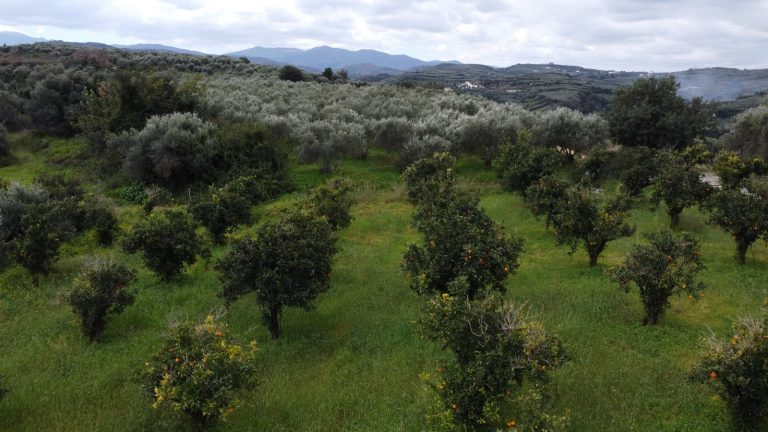 Plot of land with orange trees and scenic mountain views in the background