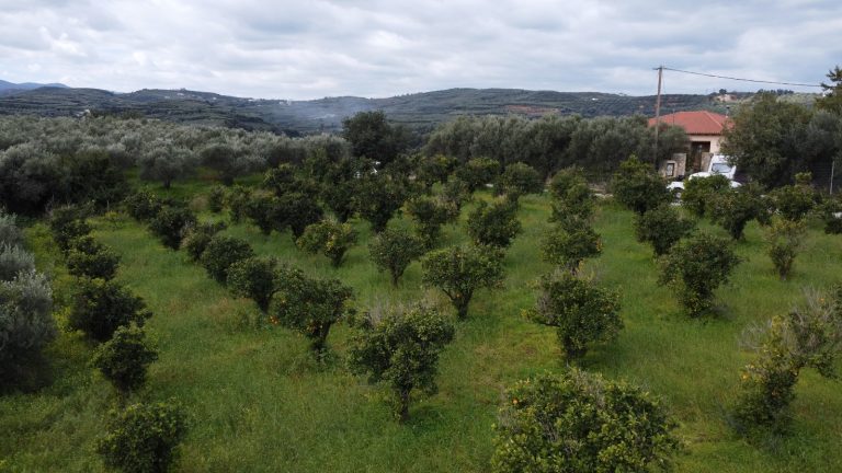 Low-altitude drone photo of land plot in Modi with citrus trees and surrounding countryside