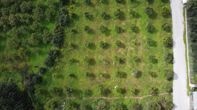 Aerial view of agricultural plot in Modi showing orange trees and natural rural surroundings