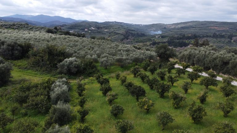 Drone photo of land plot for sale near Platanias with orange trees and surrounding countryside