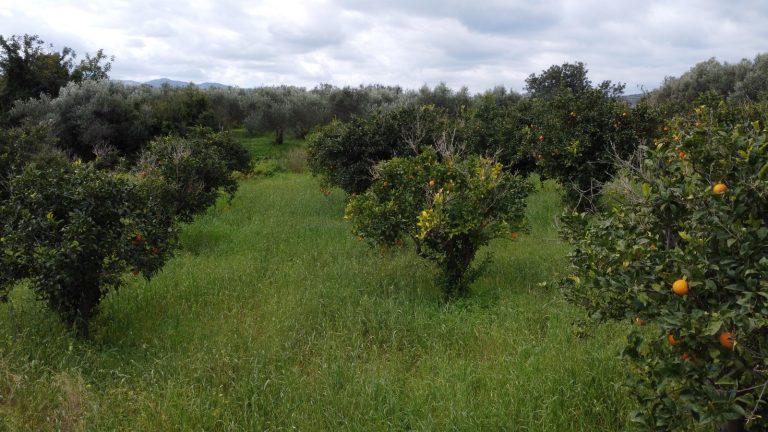 Land for sale in Modi Crete showing orange trees and peaceful countryside with mountain backdrop
