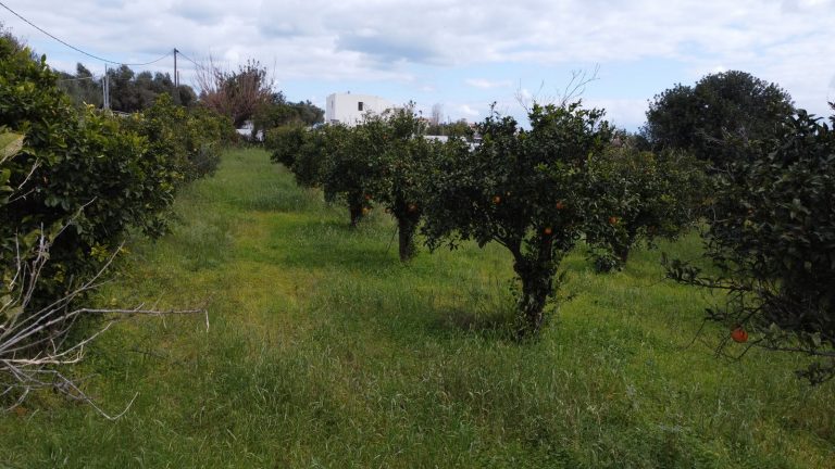 Ground-level photo of land in Chania with citrus trees in rural landscape.
