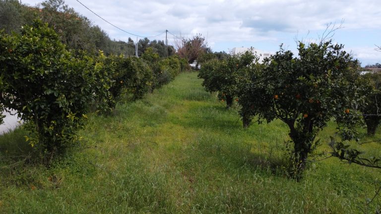 ountryside plot in Modi Crete with orange grove and open mountain views from ground level