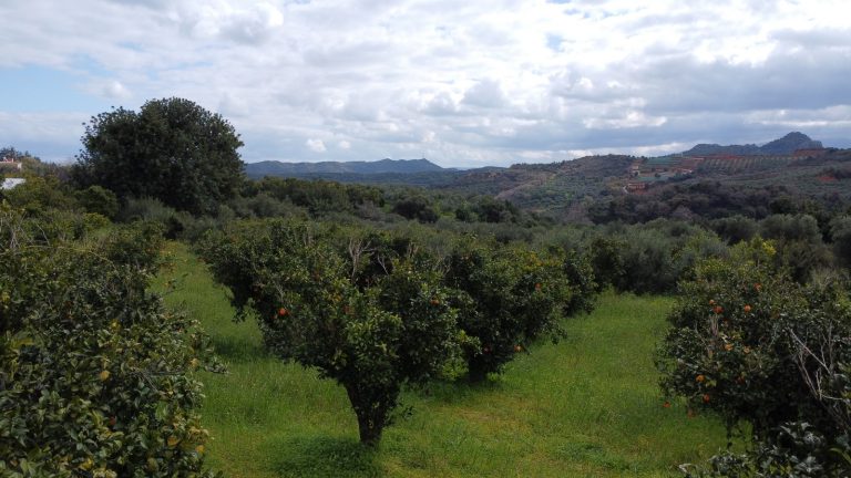 Low-level aerial image of land for sale in Modi Crete highlighting orange trees and peaceful countryside scenery