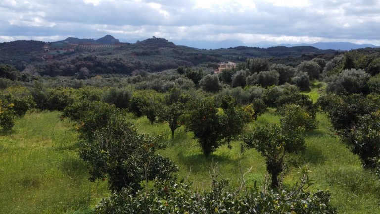 Low-altitude drone view of plot for sale in Modi Crete with orange trees and surrounding mountain and countryside views