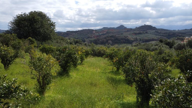 Ground level view of land for sale in Modi Crete featuring orange trees with scenic mountain and countryside landscape
